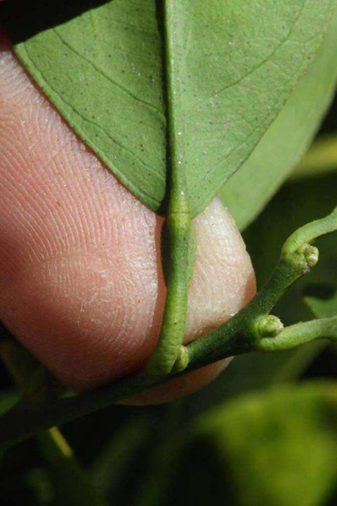              Petiole (Riverside, CA)       